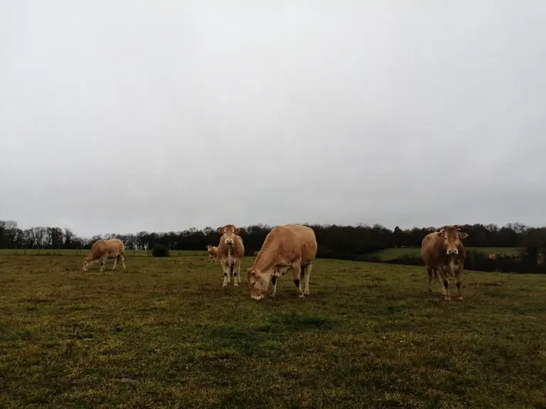 Toutes les génisses sont inséminées pour favoriser la facilité de vêlage. Les interventions sur les animaux ont lieu dans les quatre parcs de contenti