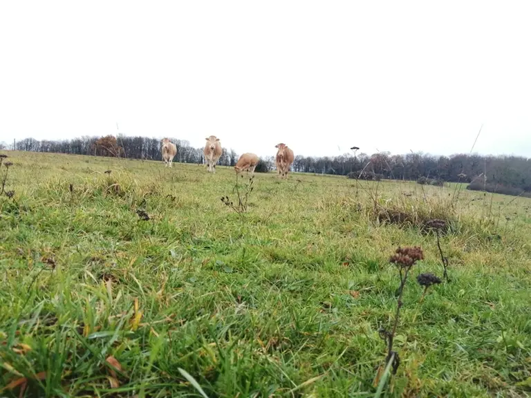 Le choix du plein air pour des blondes d’Aquitaine