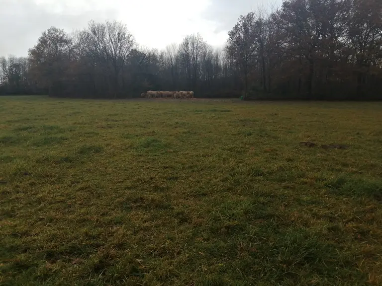 Les animaux demandant de la surveillance (reproduction, mises bas) sont dans les prés proches du site d’exploitation.Les allaitantes, génisses et veau