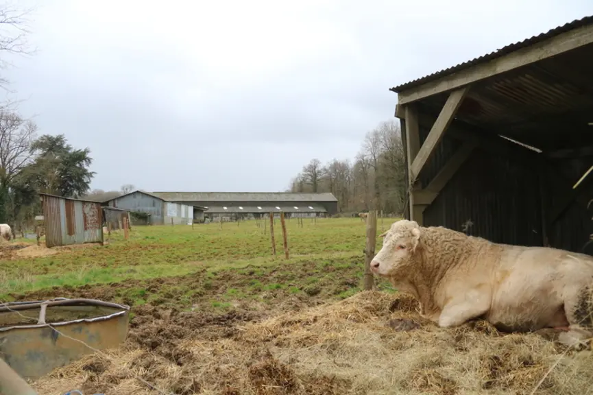 Les six taureaux de l’exploitation sont hivernés en extérieur. Ils disposent chacun d’une petite cabane. Les éleveurs travaillent la génétique de leur