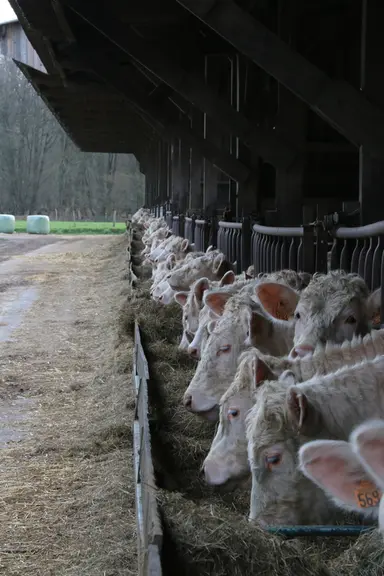 Le bâtiment d’engraissement (1 200 m2) a été construit dans le prolongement du bâtiment d’hivernage des jeunes animaux, afin de faciliter la distribut