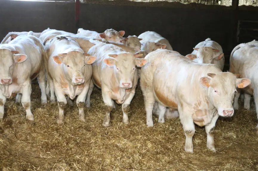 Mis à part quelques rares phénomènes qui sont castrés, les mâles étaient jusqu’à présent le plus souvent vendus à un peu plus de 450 kilos.