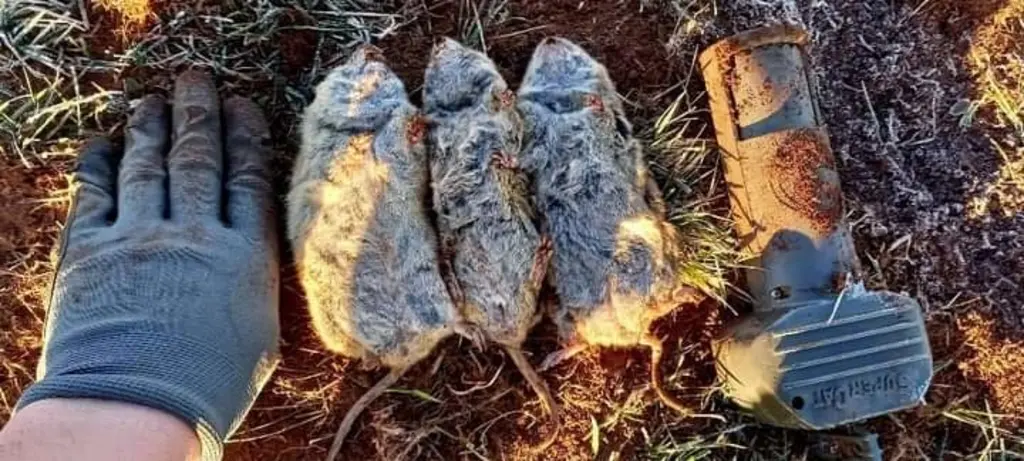 « A cause des campagnols terrestres, nos vaches ont mangé de la terre tout l’hiver »