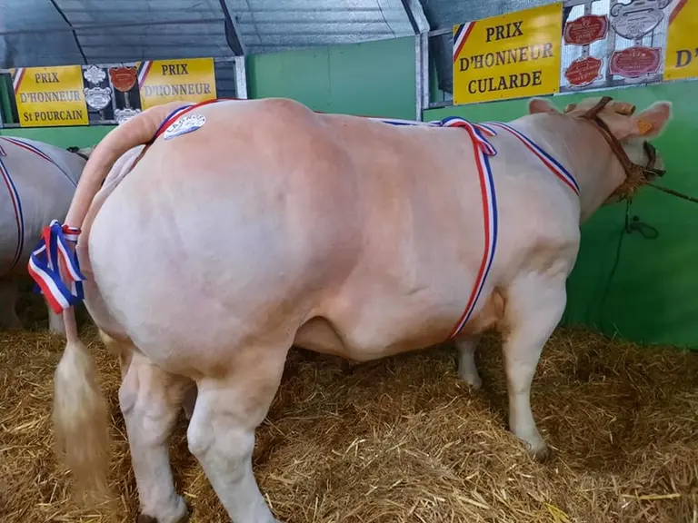 La meilleure femelle de Varennes-sur-Allier a cette année été vendue 16,5 euros du kilo carcasse.