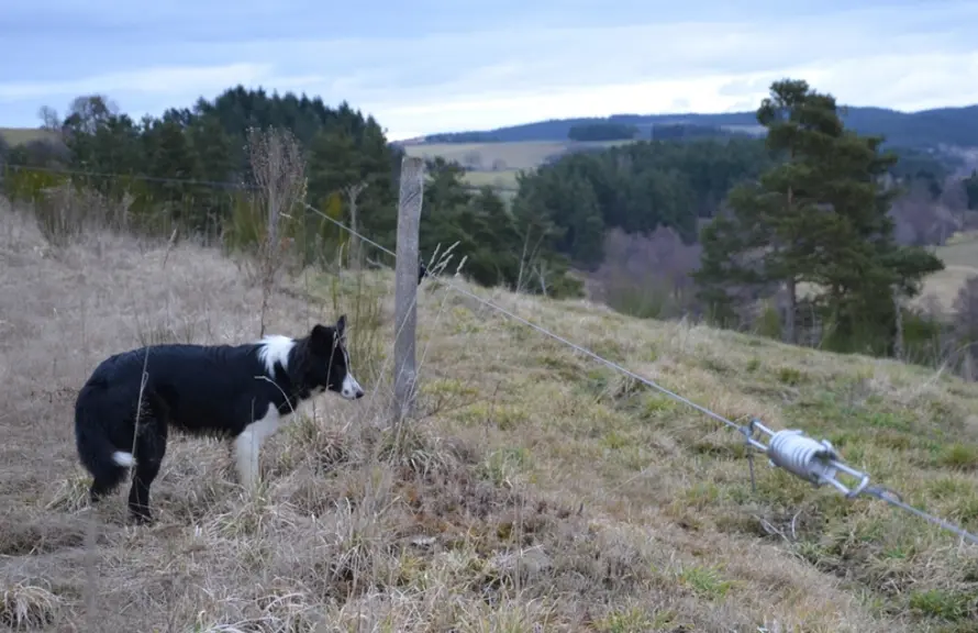 Aidé de ses trois chiens de troupeau LOF, Nicolas Peyrard déplace seul les animaux sur un parcellaire morcelé : 50 îlots sur deux communes !