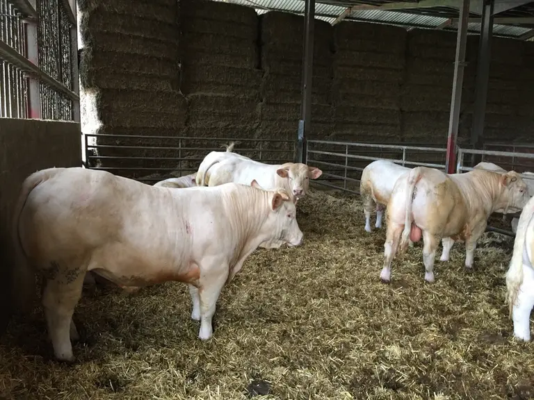 Plus de 80% des taurillons sont issus d’achat et l’objectif est d’avoir le plus possible de charolais.