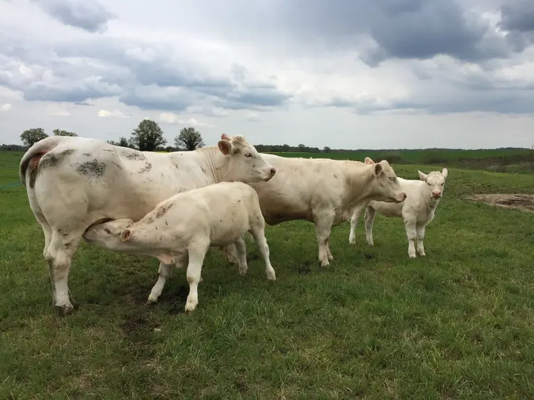 À l’image de ces jeunes vaches de 30 mois suitées de leur premier veau, l’objectif est d’avoir un premier vêlage à 2 ans sur un maximum de génisses.
