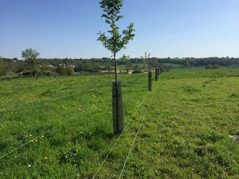 La mise en place du pâturage tournant dynamique s’est accompagnée sur certaines parcelles par la plantation de lignes d’arbre en agroforesterie le lon