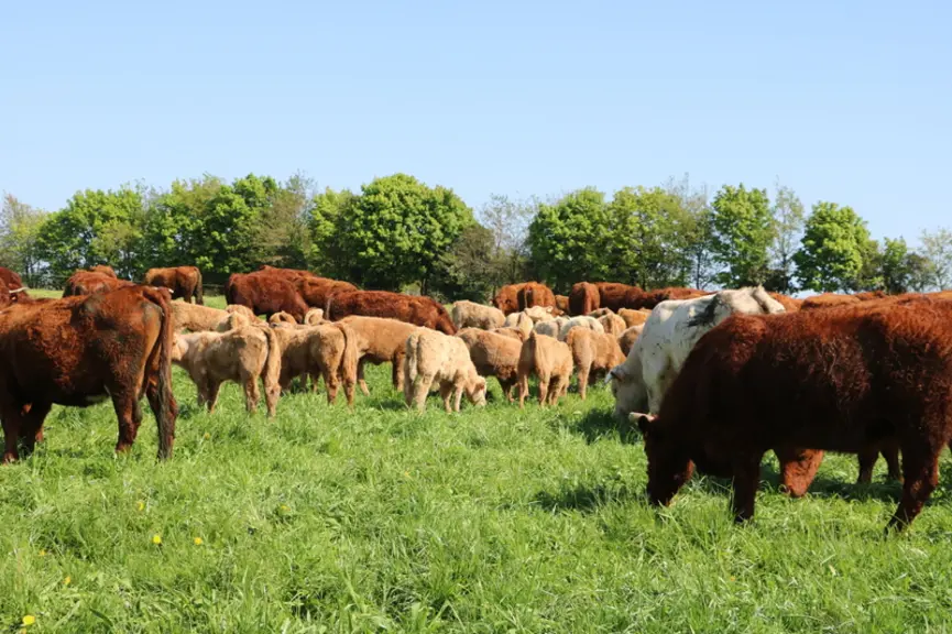 Le fait de ne pas avoir de transition alimentaire et d’avoir toujours vécu au grand air permet aux veaux d’avoir des croissances régulières.