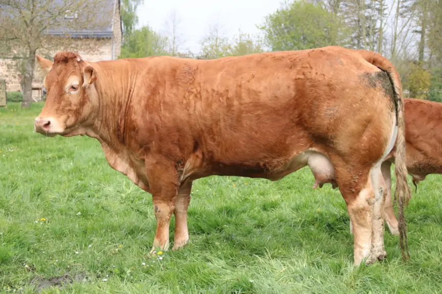 Femelle ayant vêlé à 2 ans avec son veau.