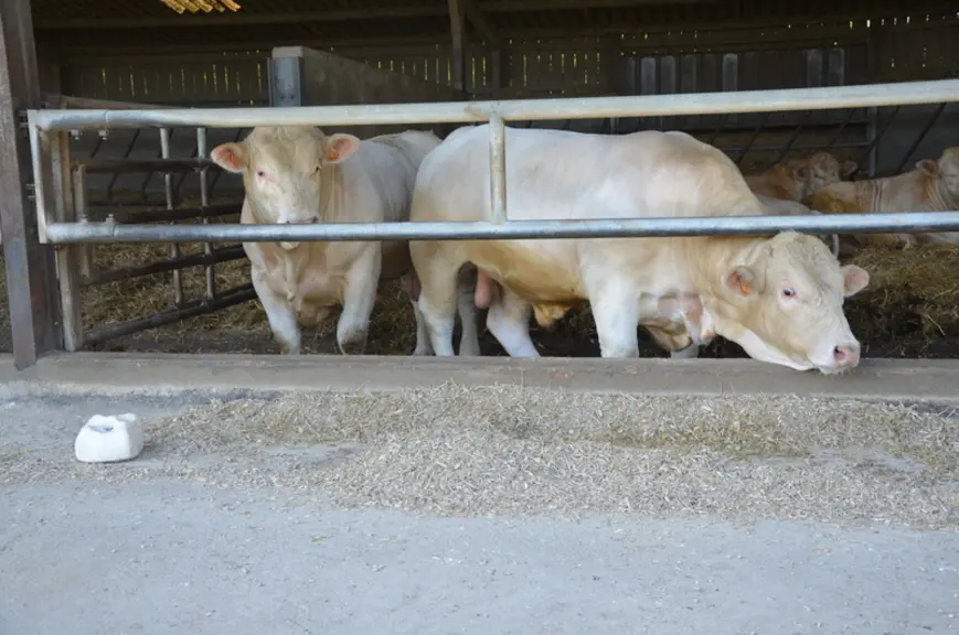 Les taurillons sont pesés tous les mois pour une sortie programmée à 700-720 kg pour un objectif de 435 kg carcasse classé en U- à 16 mois. Ce suivi d