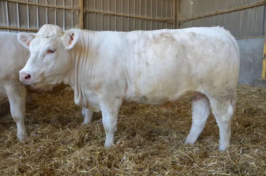 Avec un objectif de poids de carcasses de 300 à 380 kg, les babynettes sont pesées tous les quinze jours. Les avants vont à McDo et les arrières à Car