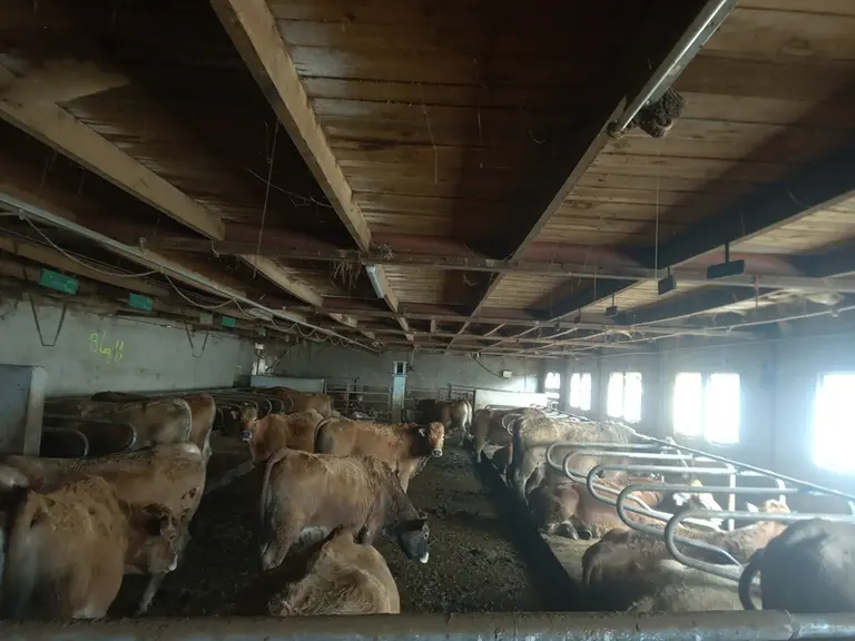 Toutes les vaches ont été écornées et l’écornage est désormais réalisé sur les génisses dans les 15 jours qui suivent la naissance. Quelques bouses to