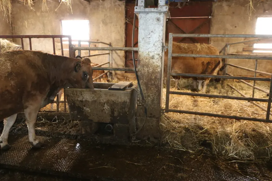 Les six boxes paillés situés aux deux extrémités sont utilisés comme box à veau ou box de vêlage avec un abreuvoir à niveau constant utilisable des de