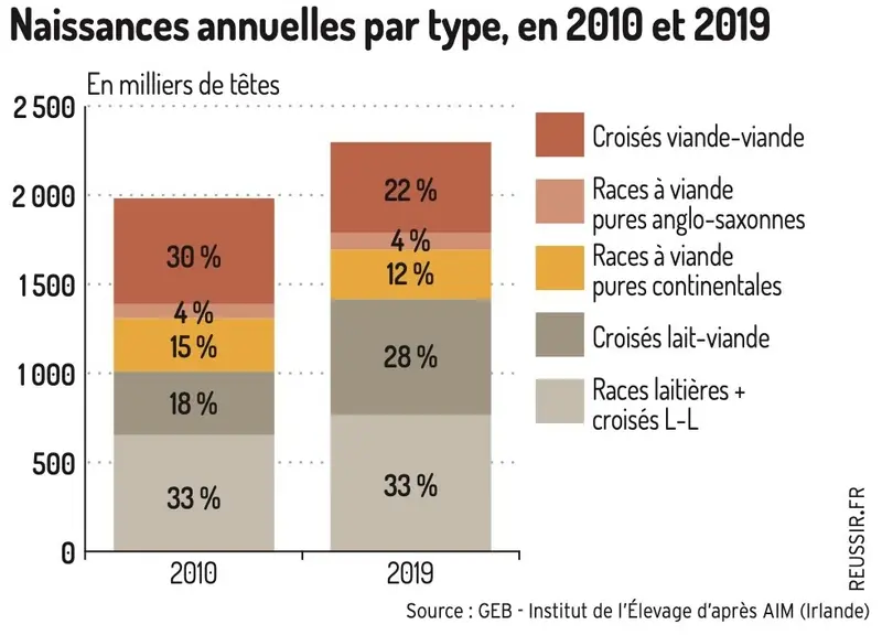 Les effectifs de veaux croisés progressent en Irlande