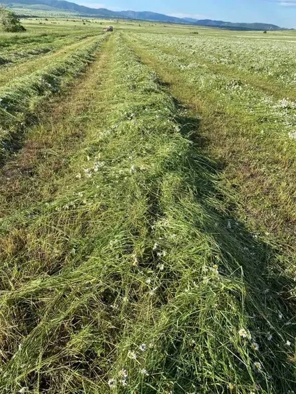La ferme de Dmanisi a démarré son activité en octobre 2019 par la culture de 200 hectares pour assurer une réserve d’alimentation (hiver 2020-2021) de