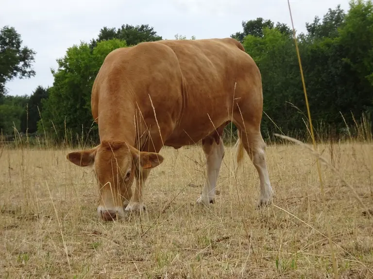 [Prairies] La ferme expérimentale de Thorigné-d’Anjou étudie les stocks sur pied