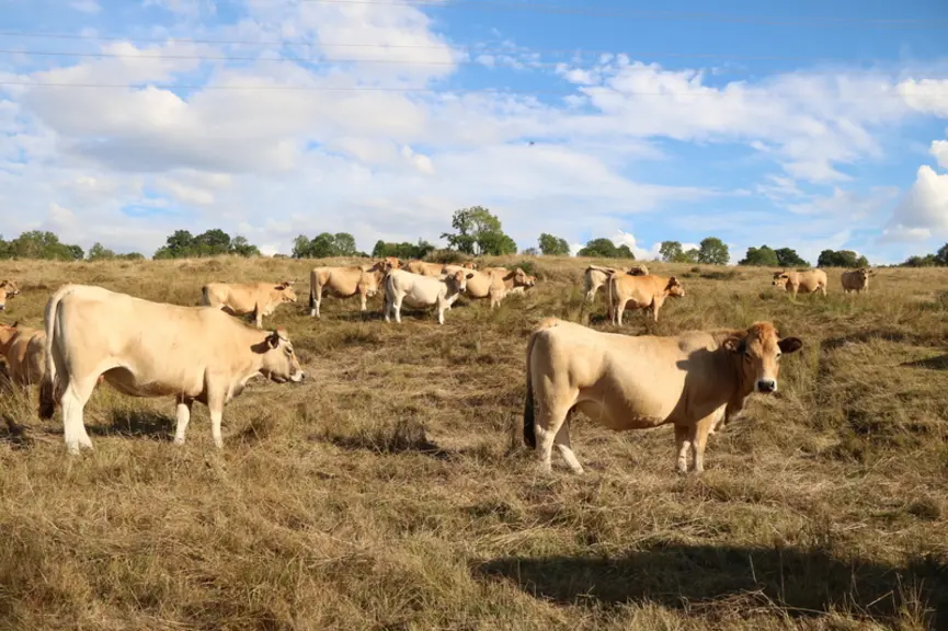 Femelles en fin de gestation dans une parcelle de stock sur pied.