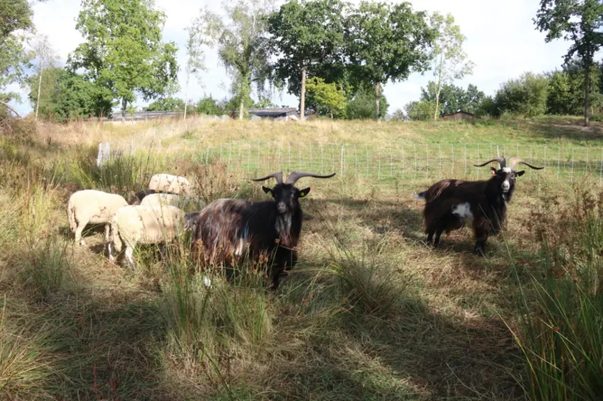 25 brebis des Landes de Bretagne et ....