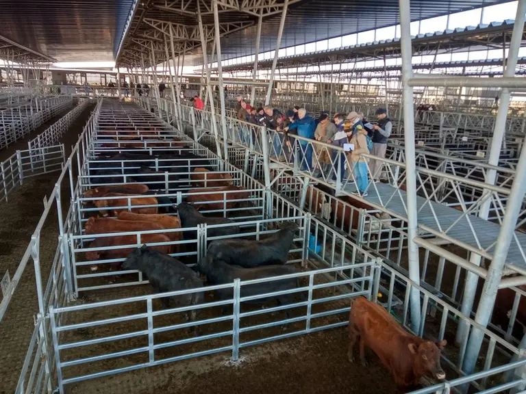 Une vente aux enchères d’un lot de bouvillons angus menée par la maison Colombo y Magliano et réalisée du haut d’une passerelle du nouveau foirail.