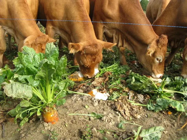 La betterave fourragère a de nombreux atouts pour nourrir les troupeaux de bovins viande