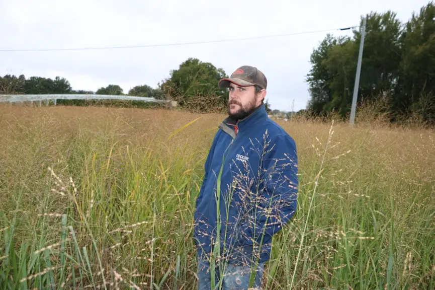 Flavien Fayolle mesure 1,75 mètre et malgré un été caniculaire très déficitaire en eau son switchgrass en seconde année de végétation a réalisé une be