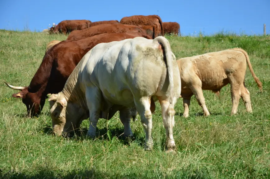 Charolais comme salers, tous les taureaux utilisés sont nés sur l'exploitation.