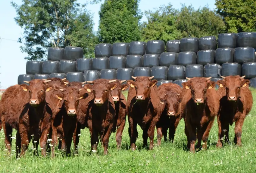 Toutes les velles « rouges » - une trentaine - sont gardées pour la reproduction. Le taux de renouvellemnt se situe à 18% pour un âge moyen au vêlage