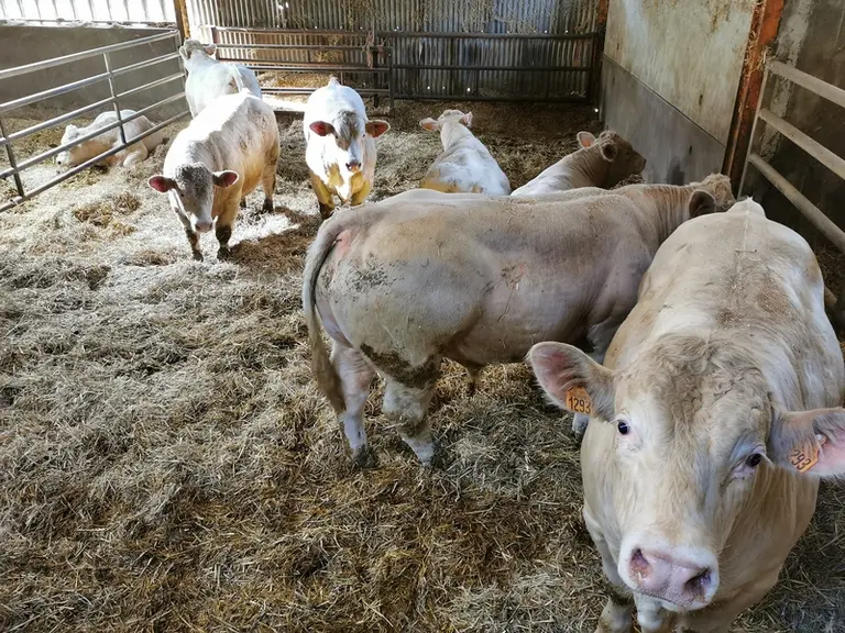 L'engraissement des jeunes bovins est piloté en raisonnant sur la marge sur coût alimentaire.