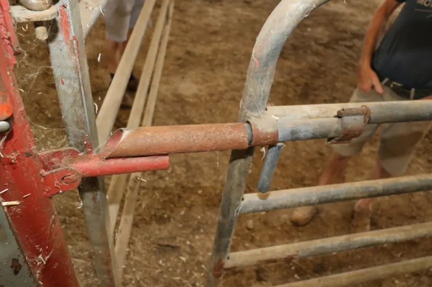 Pour bloquer la barrière de droite au moment des opérations de déplacement d’animaux à l’intérieur de la stabulation, un système de verrou a été réali
