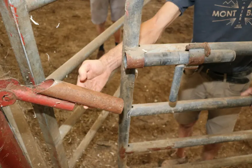 Pour bloquer la barrière de droite au moment des opérations de déplacement d’animaux à l’intérieur de la stabulation, un système de verrou a été réali