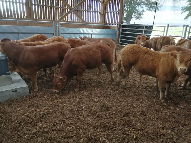 Avant de faire entrer les animaux dans les cases, il convient d’étaler avec un godet une dizaine de centimètres d’écorce broyée puis de « pailler » un