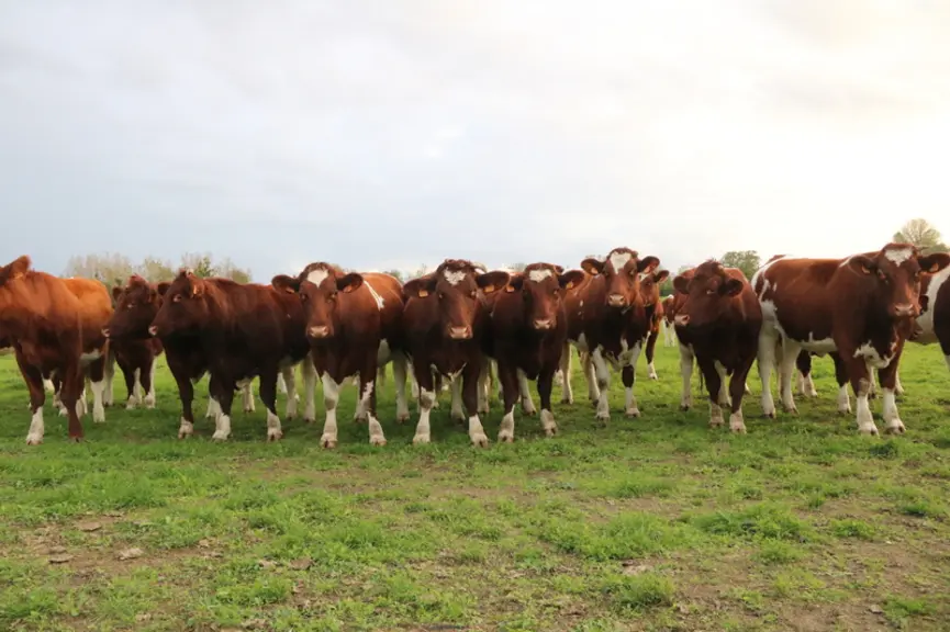 La production brute de viande vive (PBVV) est de 41 192 kg soit 377 kg vifs produits par UGB quand la référence (observatoire Agri-bio Seenovia) se si