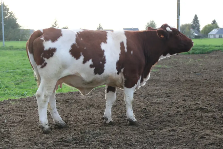 Les vaches vides à l’échographie, celles qui ratent leur veau ou les plus vieilles partent à l’engraissement.