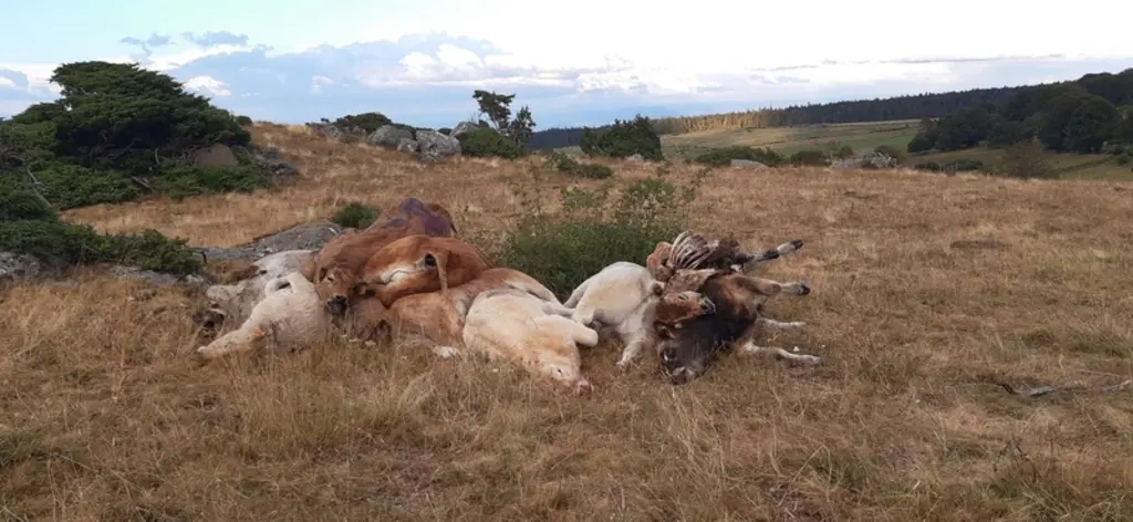 Un rassemblement pour départ à l’équarrissage de bovins adultes attaqué par des vautours dans le Puy-de-Dôme (été 2020).