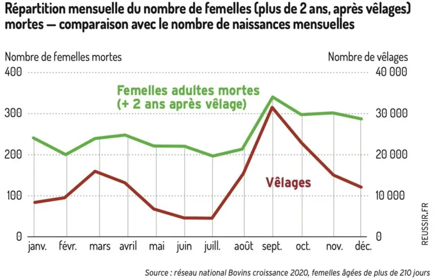 Mortalité des bovins adultes : une réalité sous-estimée