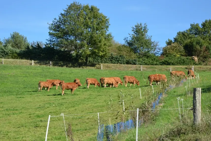 L’agroforesterie avec pâturage des arbres ou sous couvert d’arbres est un sujet qui reste à creuser sur l'exploitation.