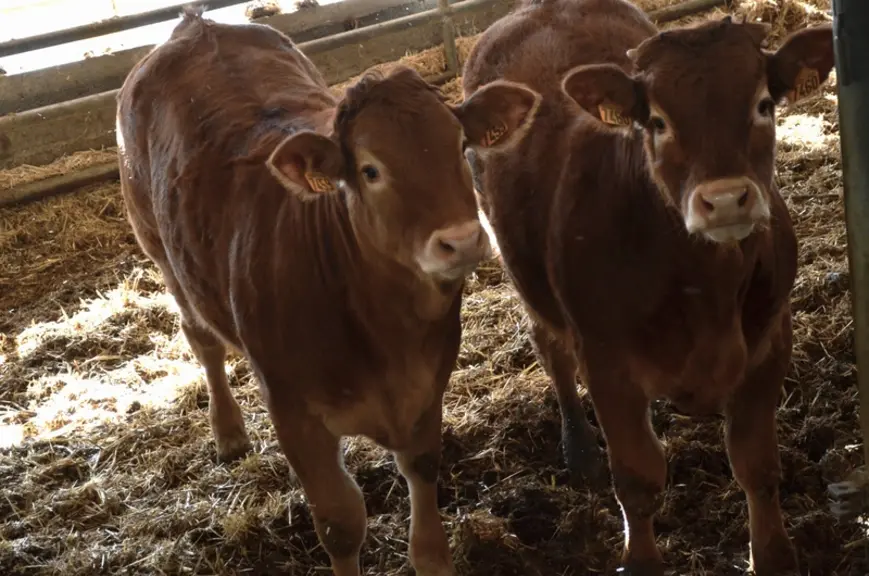 Francis Coste, éleveur de limousines en Corrèze : vers l’osmose homme, animal, végétal