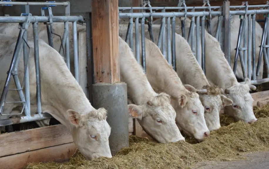 « Je valorise la génétique de mon troupeau charolais en finissant des animaux lourds »