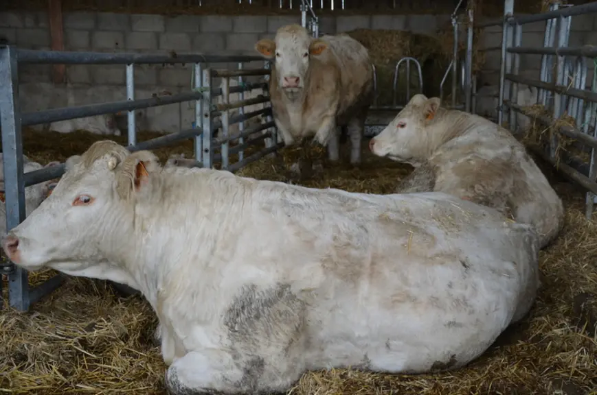Lot de trois vaches en finition pour une valorisation en AOP bœuf de Charolles.