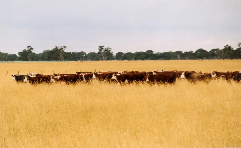 En Australie, les sécheresses consécutives stimulent en partie le développement des feedlots.