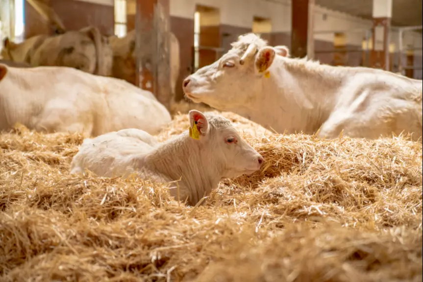 La race aubrac fait son chemin en terres slovaques dans l’élevage charolais et aubrac Slovensko