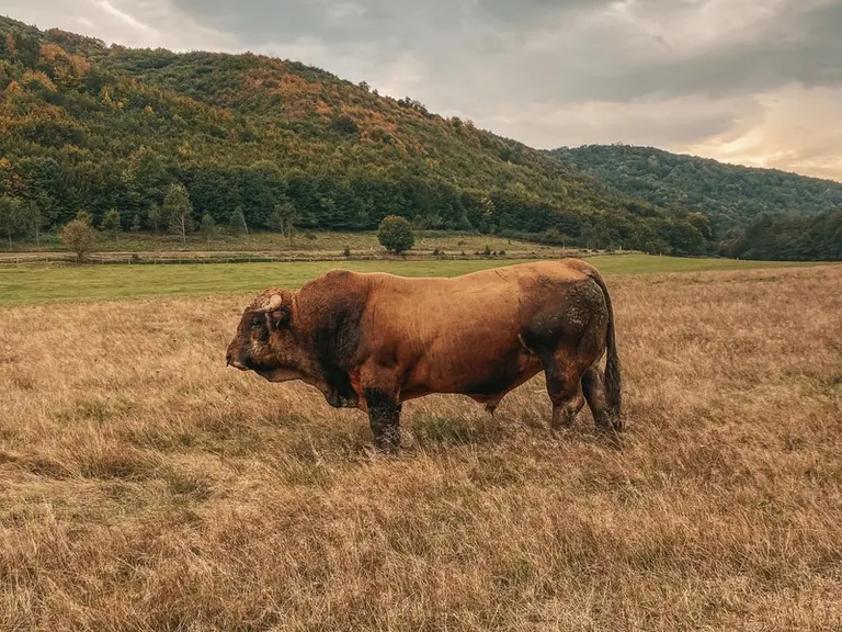 La race aubrac fait son chemin en terres slovaques dans l’élevage charolais et aubrac Slovensko