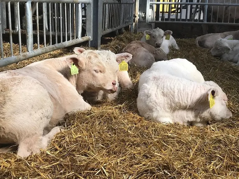La race aubrac fait son chemin en terres slovaques dans l’élevage charolais et aubrac Slovensko