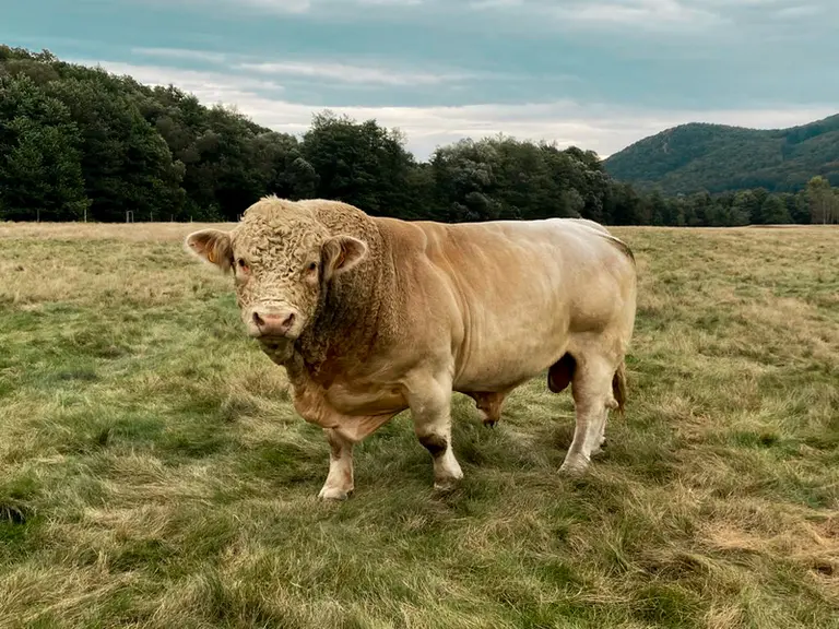 La race aubrac fait son chemin en terres slovaques dans l’élevage charolais et aubrac Slovensko