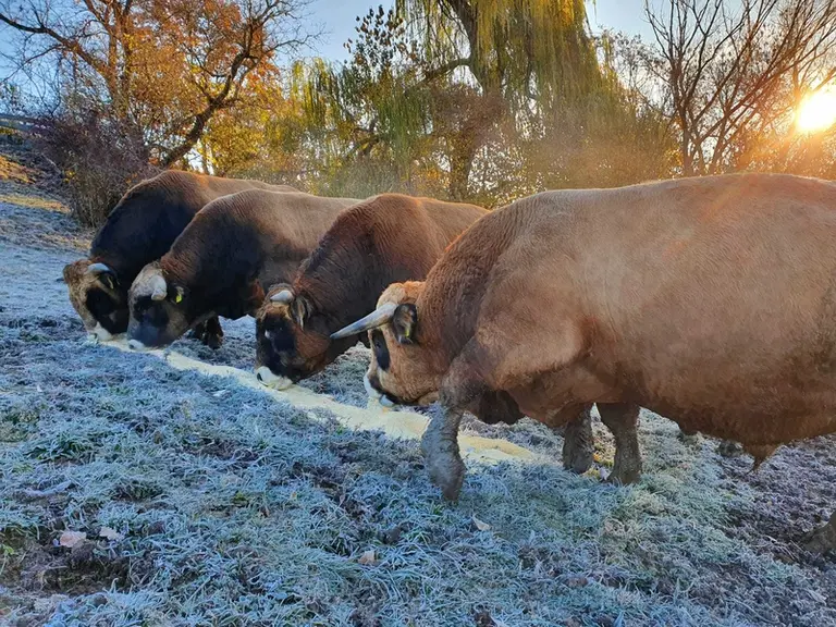 La race aubrac fait son chemin en terres slovaques dans l’élevage charolais et aubrac Slovensko
