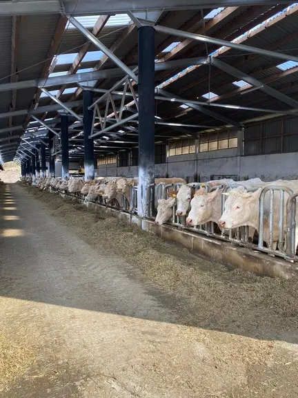 La race aubrac fait son chemin en terres slovaques dans l’élevage charolais et aubrac Slovensko