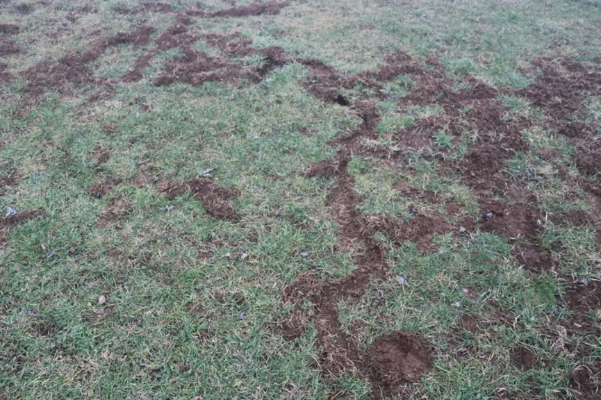 Aperçu du réseau de galeries souterraines du campagnol terrestre qui était jusqu'ici recouvert par la neige.