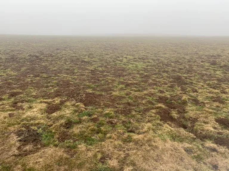 Une des prairies de fauche de l'exploitation, ravagée par le rat taupier.