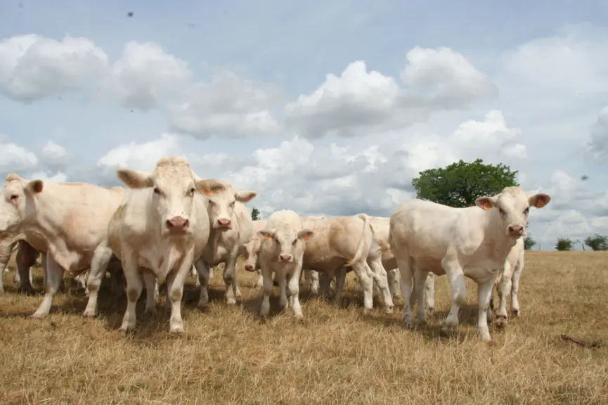 En 2022, près de 1,2 % des surfaces fourragères françaises étaient couvertes par une assurance multirisque climatique. Avec cette réforme, le gouverne